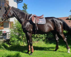 broodmare D'Amour de Semilly (Bavarian, 2011, from Diamant de Semilly)