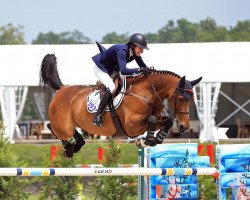 jumper Berdien (Zangersheide riding horse, 2011, from Bustique)