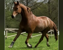 dressage horse Fitch 5 (Oldenburg, 2015, from Fidertanz)