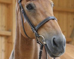 jumper Euro VI CH (Swiss Warmblood, 2001, from Reichsgraf)