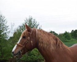 broodmare Rote Zora (South German draft horse, 2008, from Nussknacker)