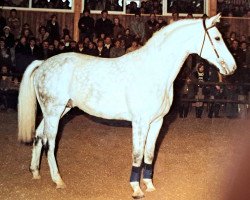 stallion Perlkönig II (Westphalian, 1972, from Pilatus)