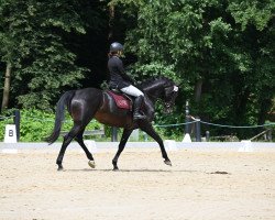 broodmare Miss Morning (German Sport Horse, 2017, from Quitoll)