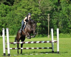 dressage horse Santa Fee 3 (Rhinelander, 2008, from San Amour I)