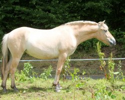 dressage horse Hanny (Fjord Horse, 2014, from Kalino)