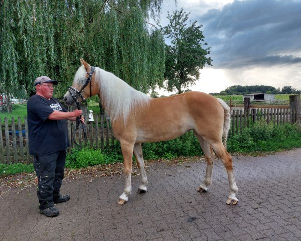 Zuchtstute Stenja (3,125% ox) (Edelbluthaflinger, 2019, von Stakkato K (0,78% ox))