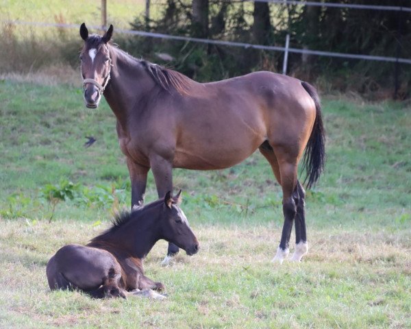 broodmare Wink and Win xx (Thoroughbred, 2013, from Rip Van Winkle xx)