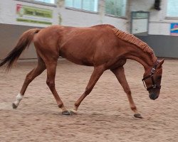 dressage horse Asaran (Thoroughbred, 2018)