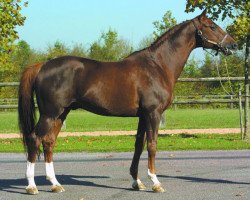 stallion Cabdula du Tillard (Selle Français, 1990, from Abdullah)