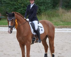 dressage horse Diamond Sky 11 (Hanoverian, 2019, from DSP de Sandro)