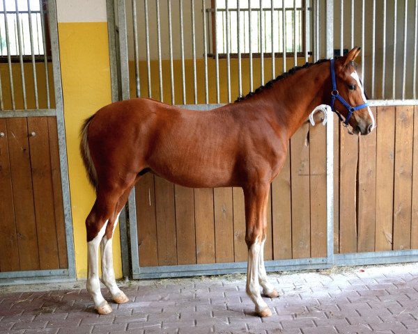 Springpferd Maverick (Holsteiner, 2023, von Million Dollar)