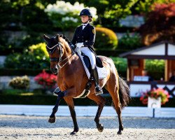 dressage horse Clara Korn (Hanoverian, 2013, from Helenenhof's Carabas)