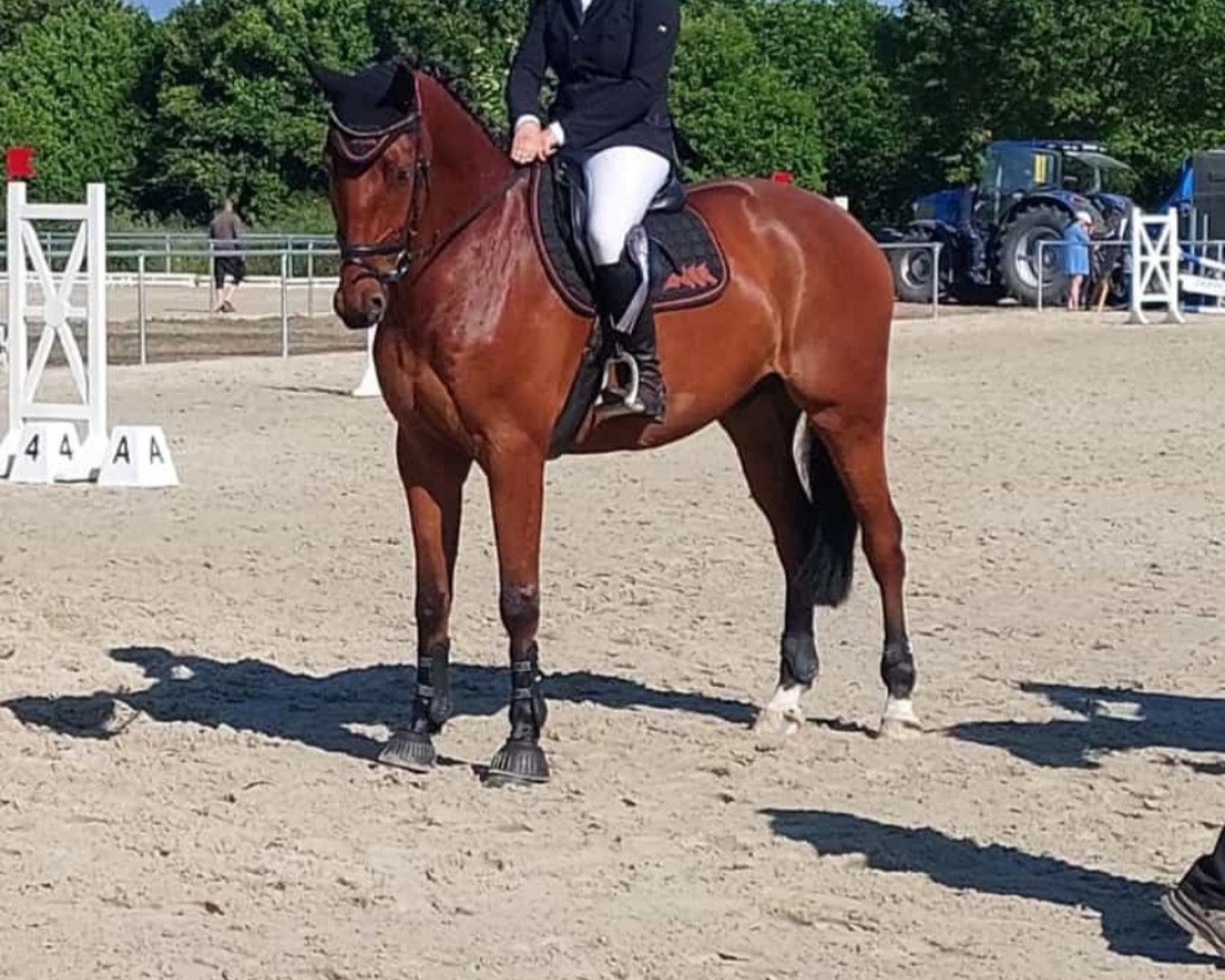 jumper A La Quattro S (Oldenburg show jumper, 2018, from A La Carte NRW)