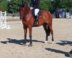 jumper A La Quattro S (Oldenburg show jumper, 2018, from A La Carte NRW)