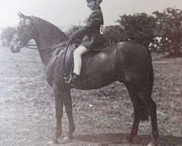 Pferd Oakley Benjamin (British Riding Pony, 1973, von Oakley (C) Bubbling Spring)