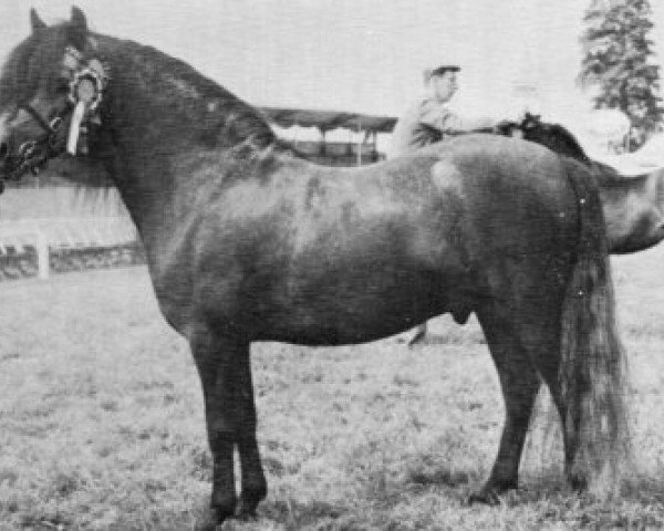 stallion Vean Zaffer (Dartmoor Pony, 1960, from Petroc)