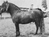 stallion Vean Zaffer (Dartmoor Pony, 1960, from Petroc)