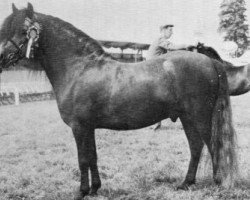 stallion Vean Zaffer (Dartmoor Pony, 1960, from Petroc)