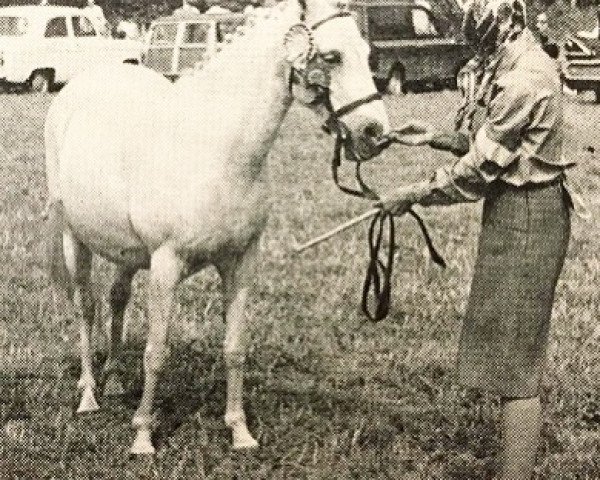 Zuchtstute Cusop Glamour (Welsh Pony (Sek.B), 1955, von Cusop Architect)
