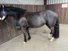 dressage horse Melli (Swiss Warmblood, 2013)