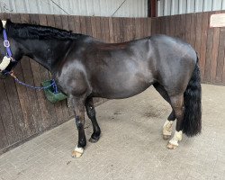 dressage horse Melli (Swiss Warmblood, 2013)