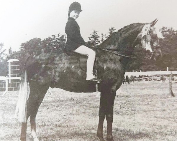 stallion Gems Woodcock (British Riding Pony, 1972, from Bwlch Hill Wind)