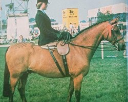 horse Blagdon Gaytime (British Riding Pony, 1964, from Bubbly)