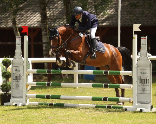 jumper Tarran (Zangersheide riding horse, 2018, from Tangelo van de Zuuthoeve)