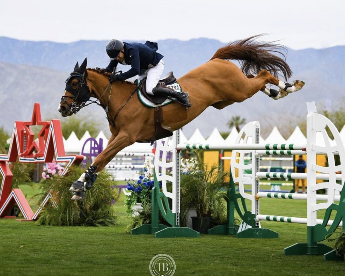 jumper Quality H (Hanoverian, 2011, from FRH Quaid)