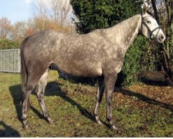 horse Casablanca 74 (Trakehner, 2001, from Suchard)