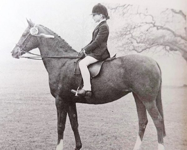 horse Daldorn St George (British Riding Pony,  , from Oakley (C) Bubbling Spring)