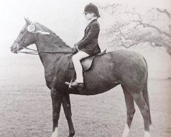 Pferd Daldorn St George (British Riding Pony,  , von Oakley (C) Bubbling Spring)