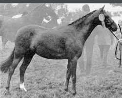 broodmare Daldorn Ladybird (British Riding Pony, 1971, from Gems Signet)