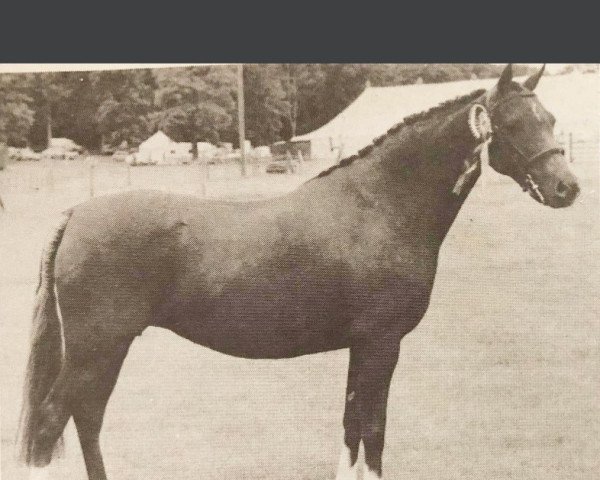 broodmare Rotherwood Honeysuckle (Welsh-Pony (Section B), 1968, from Downland Chevalier)