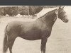 Zuchtstute Rotherwood Honeysuckle (Welsh Pony (Sek.B), 1968, von Downland Chevalier)