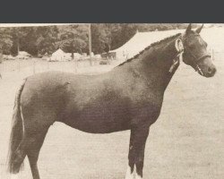 Zuchtstute Rotherwood Honeysuckle (Welsh Pony (Sek.B), 1968, von Downland Chevalier)