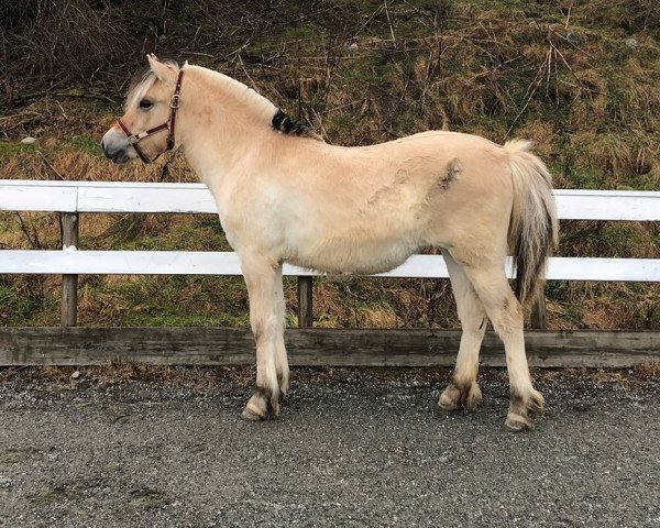 horse Espe Line (Fjord Horse, 2022, from Viking Fjord)