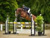 jumper Caballero Taverde (Oldenburg show jumper, 2017, from Casallco)