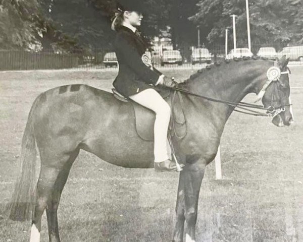 Zuchtstute Keston Music (Welsh Partbred, 1974, von Downland Mandarin)