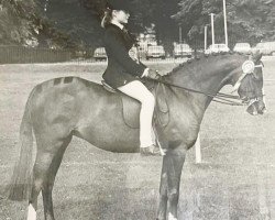 broodmare Keston Music (Welsh Partbred, 1974, from Downland Mandarin)