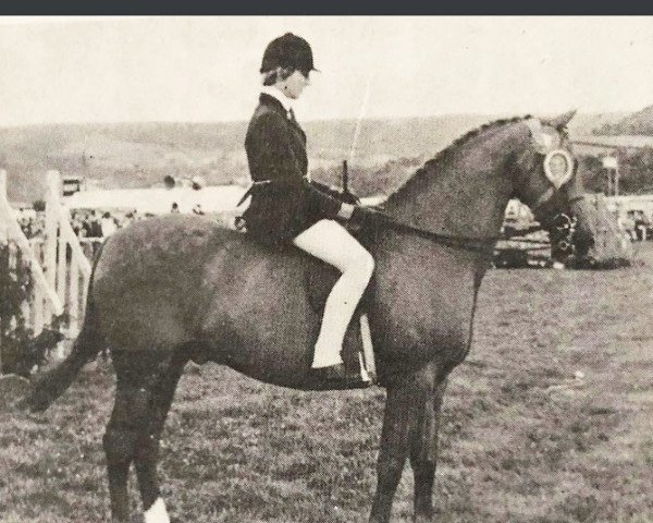 horse Orielton Tiptoes (British Riding Pony,  , from Wingrove Minkino)