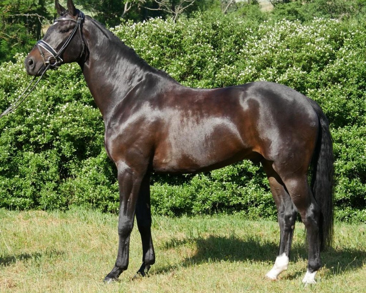 dressage horse Borcelli 3 (Oldenburg, 2015, from Bordeaux 28)