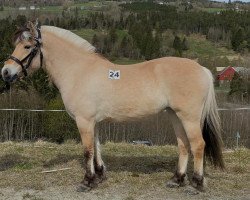 broodmare Aasline (Fjord Horse, 2019, from Toregardens Caiser)