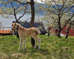 Pferd Ailin fra Skårhaug (Fjordpferd, 2023, von Fløgstad Glimt)