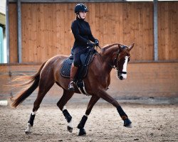 dressage horse Farbenfroh 27 (Hanoverian, 2018, from Floris Prince)