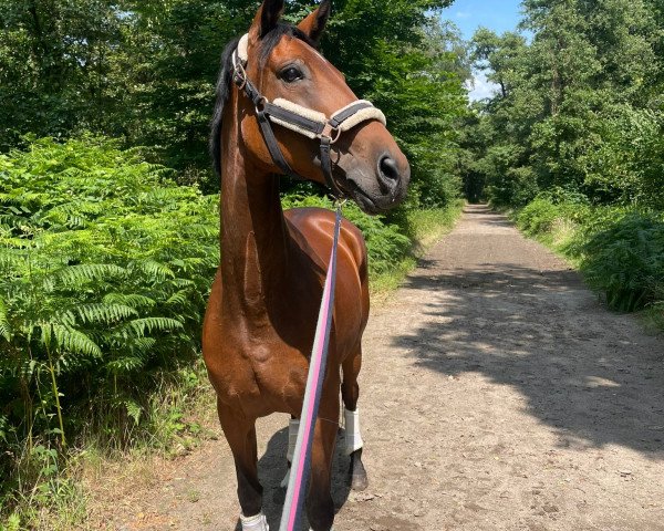 dressage horse Beluna 10 (Westphalian, 2012, from Belissimo NRW)