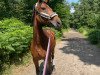 dressage horse Beluna 10 (Westphalian, 2012, from Belissimo NRW)