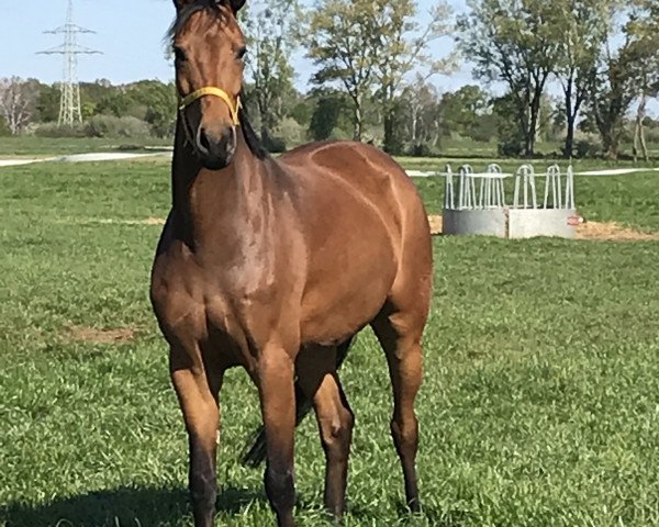 broodmare Codex Girl (Hanoverian, 2014, from Codex One)