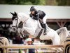 Springpferd Nirvana van T Akkerhof (Belgisches Warmblut, 2013, von Quickfeuer van Koekshof)