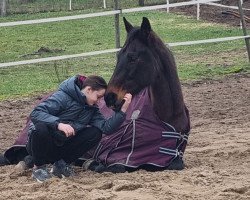 Pferd La Chica Bonita 4 (Westfale, 2003, von Laomedon)